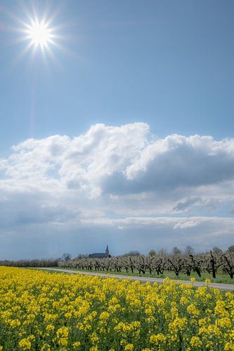 Kerk Erichem met fruitboomgaard en koolzaadveld