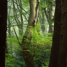 Dansende boom in het Speulderbos in Nederland van Jan van der Vlies