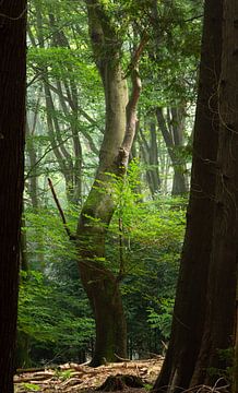 Dansende boom in het Speulderbos in Nederland