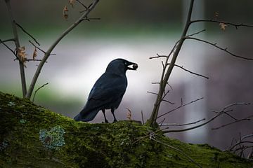 Naturbild: Nahaufnahme eines Vogels mit Futter zwischen seinen Schnäbeln von Chihong