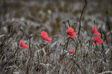 Poppies dark environment by Niek Traas