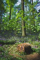 Hallerbos Halle