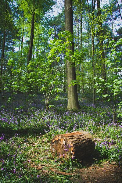 Hallerbos Halle von Niels Hemmeryckx