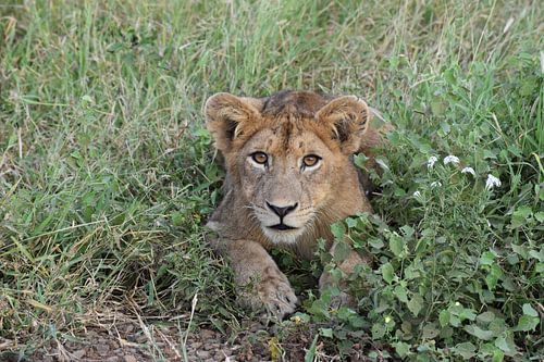 Lionceau curieux dans l’herbe