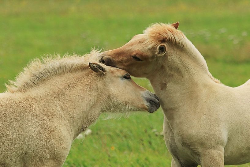2 fjord horses by Yvonne Blokland