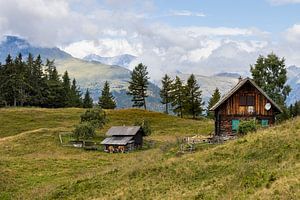 Alpinwiese in Tangern Millstätter See