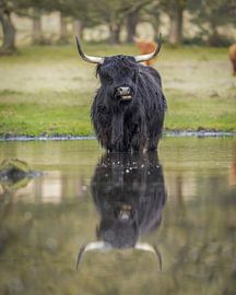 Scottish Highland cattle in the water by Tom Zwerver