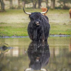 Schottischer Hochlandrind im Wasser von Tom Zwerver