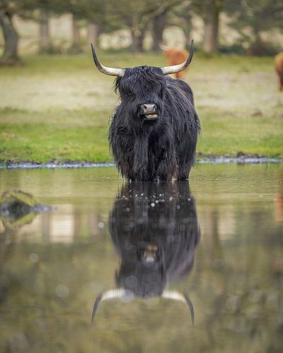 Scottish Highland cattle in the water by Tom Zwerver