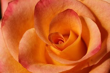 Close-up van een roos van Pim van der Horst