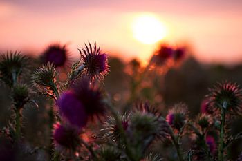 Bloeiende distel tijdens een zonsdergang op Schiermonnikoog