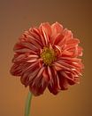 Dahlia von Gareth Williams Miniaturansicht