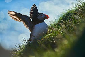 Puffin