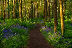 Spaziergang zwischen wilden Hyazinthen.