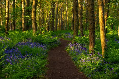Walking between wild hyacinths.