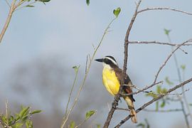 Schwefelmaskentyrann - Costa Rica von t.ART