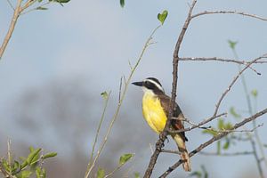 Schwefelmaskentyrann - Costa Rica