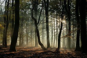 Dancing trees. van Larissa Rand