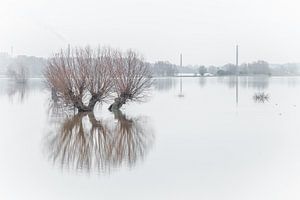 Pollard-Weiden in der Flussaue