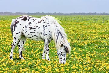 Gevlekt paard of pony graast in weiland met bloeiende gele paardenbloemen van Ben Schonewille