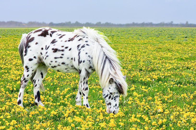 Pferd oder Pony in Weide mit gelbem Löwenzahn von Ben Schonewille