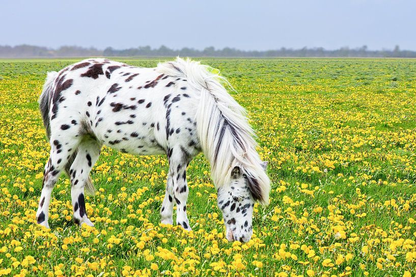 Cheval ou poney tacheté broutant dans la prairie avec des pissenlits jaunes fleuris par Ben Schonewille