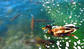 Duck with fish by Greta Lipman