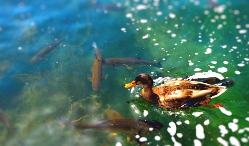 Canard au poisson