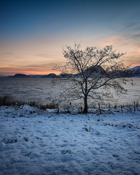Winter landscape with tree during sunset on Godøy, Sunnmøre, Møre og Romsdal, Norway by qtx