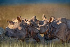 Rhino in landscape by D Meijer