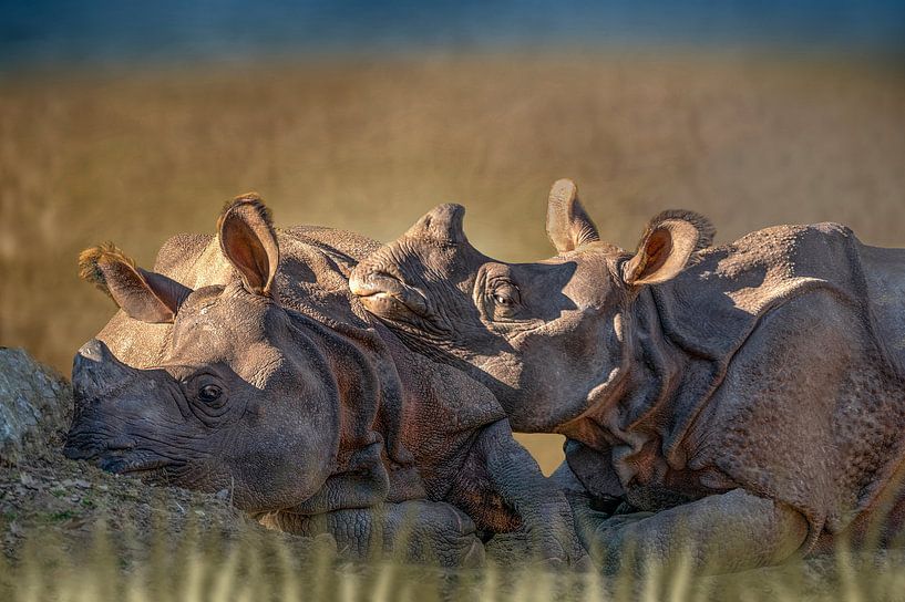 Nashorn in der Landschaft von D Meijer