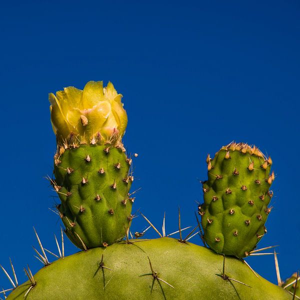Cactusbloem von Harrie Muis