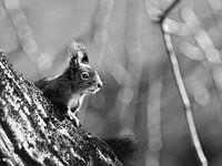 Squirrel, squirrel, fall, walnut tree, sunny, nibble