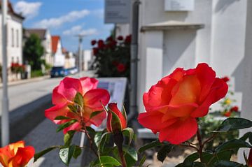 rote Rosen in der August-Bebel Straße in Putbus