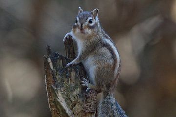 Siberian ground squirrel on the lookout by Anne Ponsen