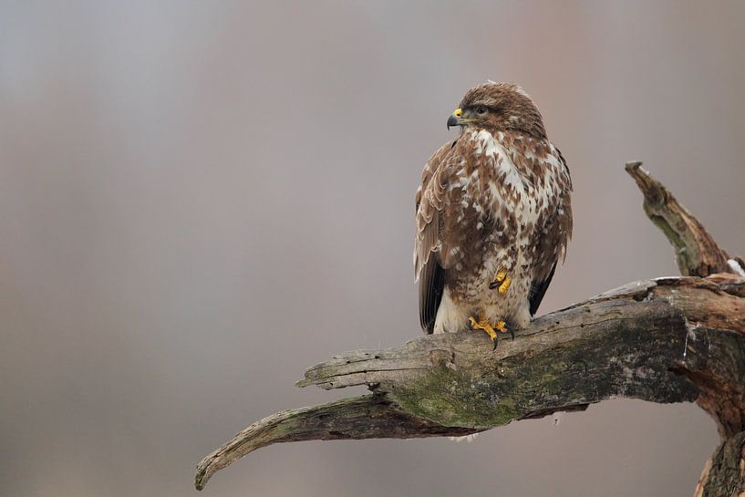 Mäusebussard (Buteo buteo) von Dirk Rüter