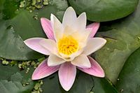 Witte waterlelie - 02