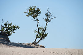 Bäume auf dem Sand