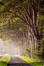 Tree row by Patrick Rodink thumbnail