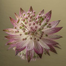 Gelassenheit und Einfachheit: Altrosa Seeknoten von Marjolijn van den Berg