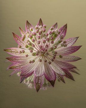 Serene tranquillity and simplicity: Old pink Sea Knot by Marjolijn van den Berg