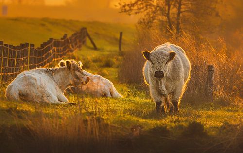 Koeien ontwaken