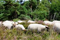 Summer tranquillity on the blooming moors