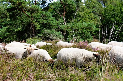 Zomerse rust op de bloeiende heide
