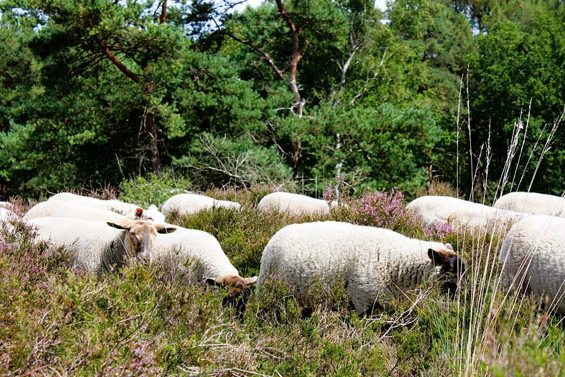 Summer tranquillity on the blooming moors by Marleen Tackenberg – Schaapherder & Natuurliefhebber