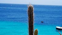 Kaktus mit blauem Meer