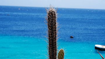 Cactus met blauwe oceaan van Melissa vd Bosch
