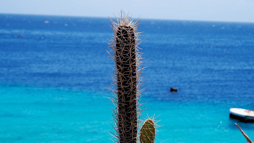 Kaktus mit blauem Meer von Melissa vd Bosch