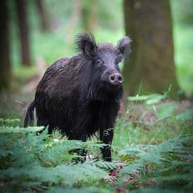 Wild Zwijn van Tom Zwerver