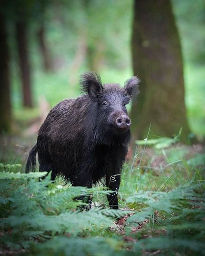 Wild boar by Tom Zwerver